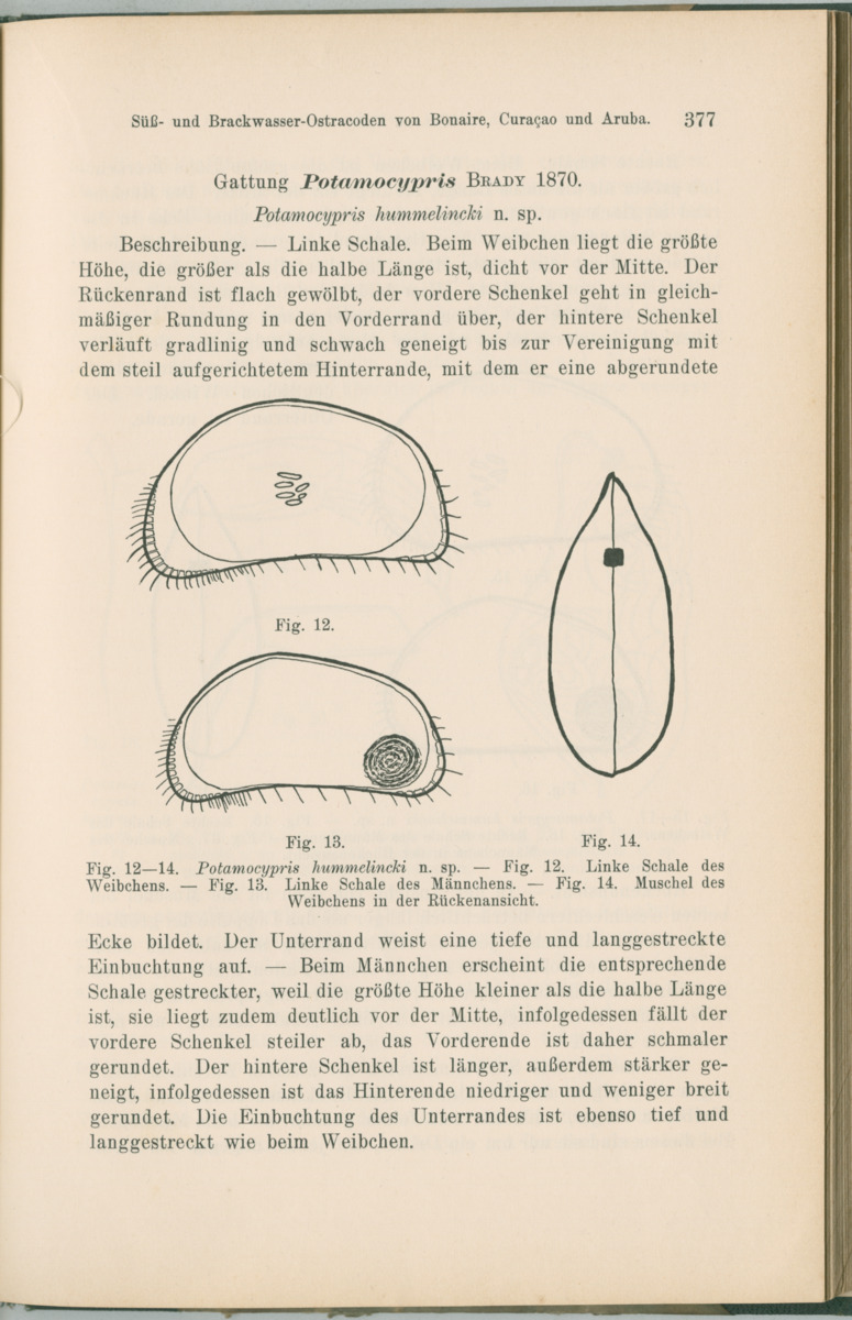 Zoologische Ergebnisse einer Reise nach Bonaire, Curacao und  Aruba im Jahre 1930 - 1. Teil - New Page