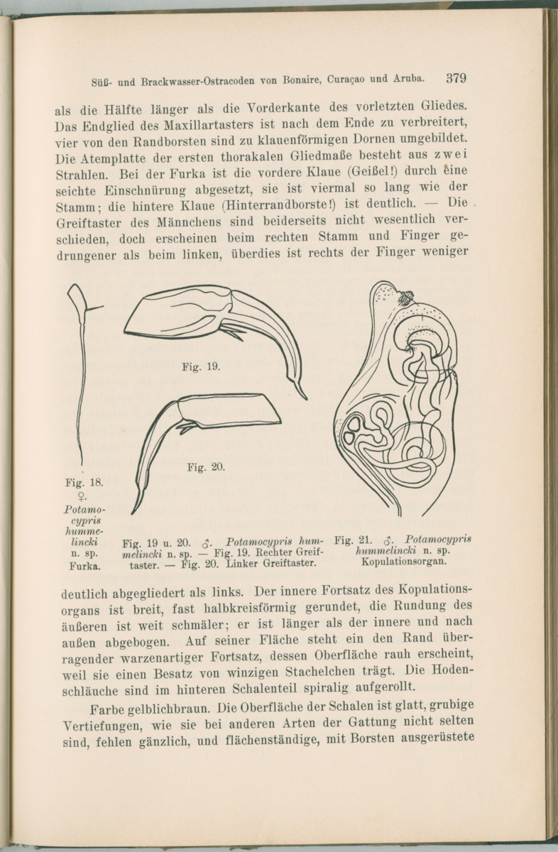 Zoologische Ergebnisse einer Reise nach Bonaire, Curacao und  Aruba im Jahre 1930 - 1. Teil - New Page