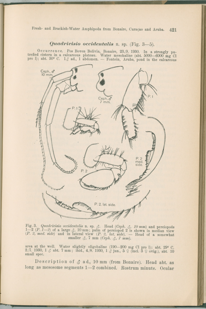 Zoologische Ergebnisse einer Reise nach Bonaire, Curacao und  Aruba im Jahre 1930 - 1. Teil - New Page