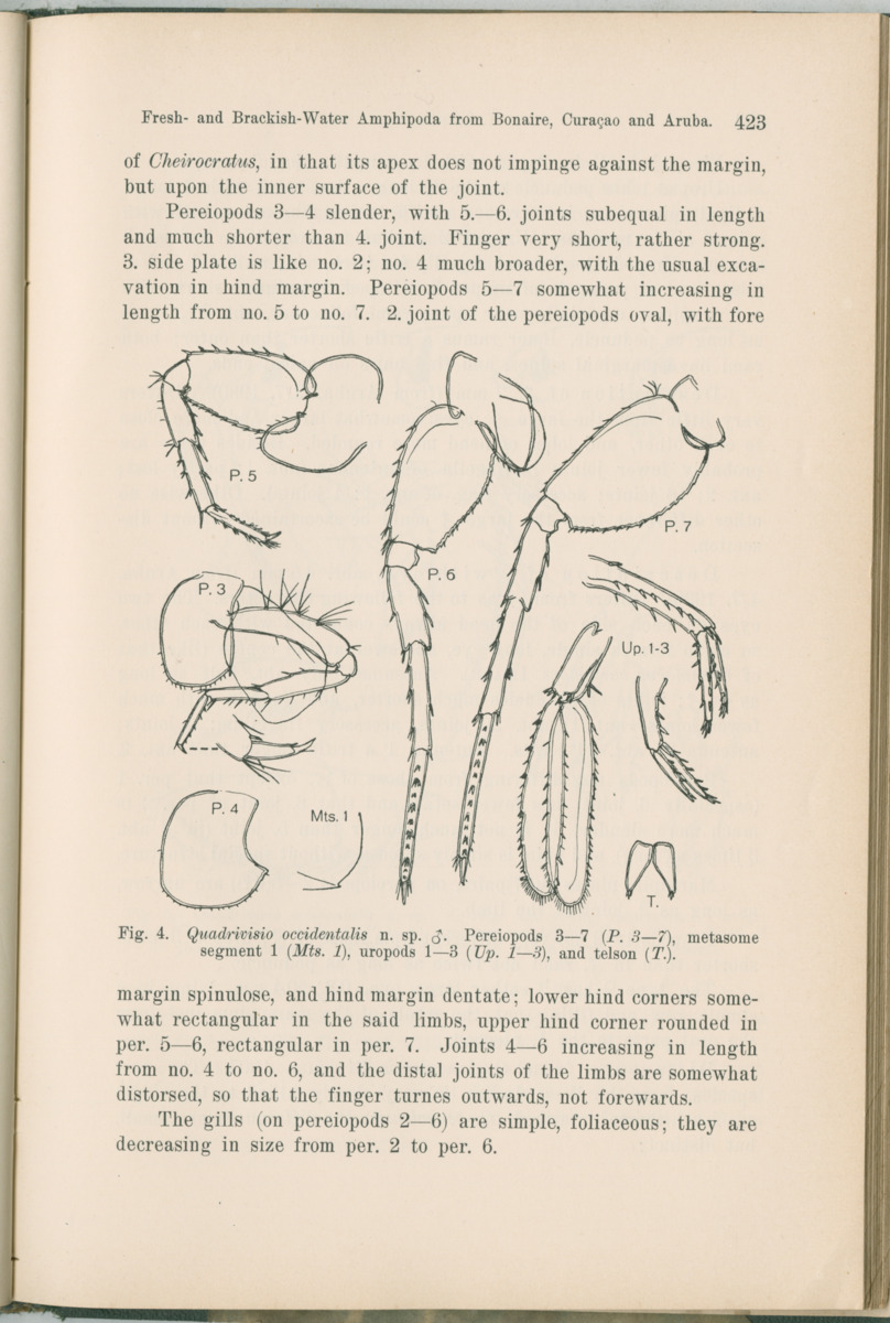Zoologische Ergebnisse einer Reise nach Bonaire, Curacao und  Aruba im Jahre 1930 - 1. Teil - New Page