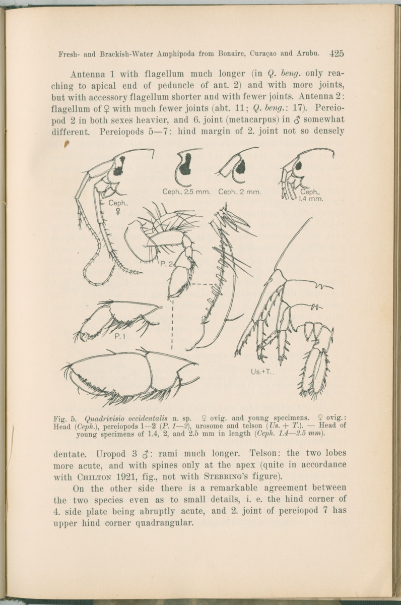 Zoologische Ergebnisse einer Reise nach Bonaire, Curacao und  Aruba im Jahre 1930 - 1. Teil - New Page