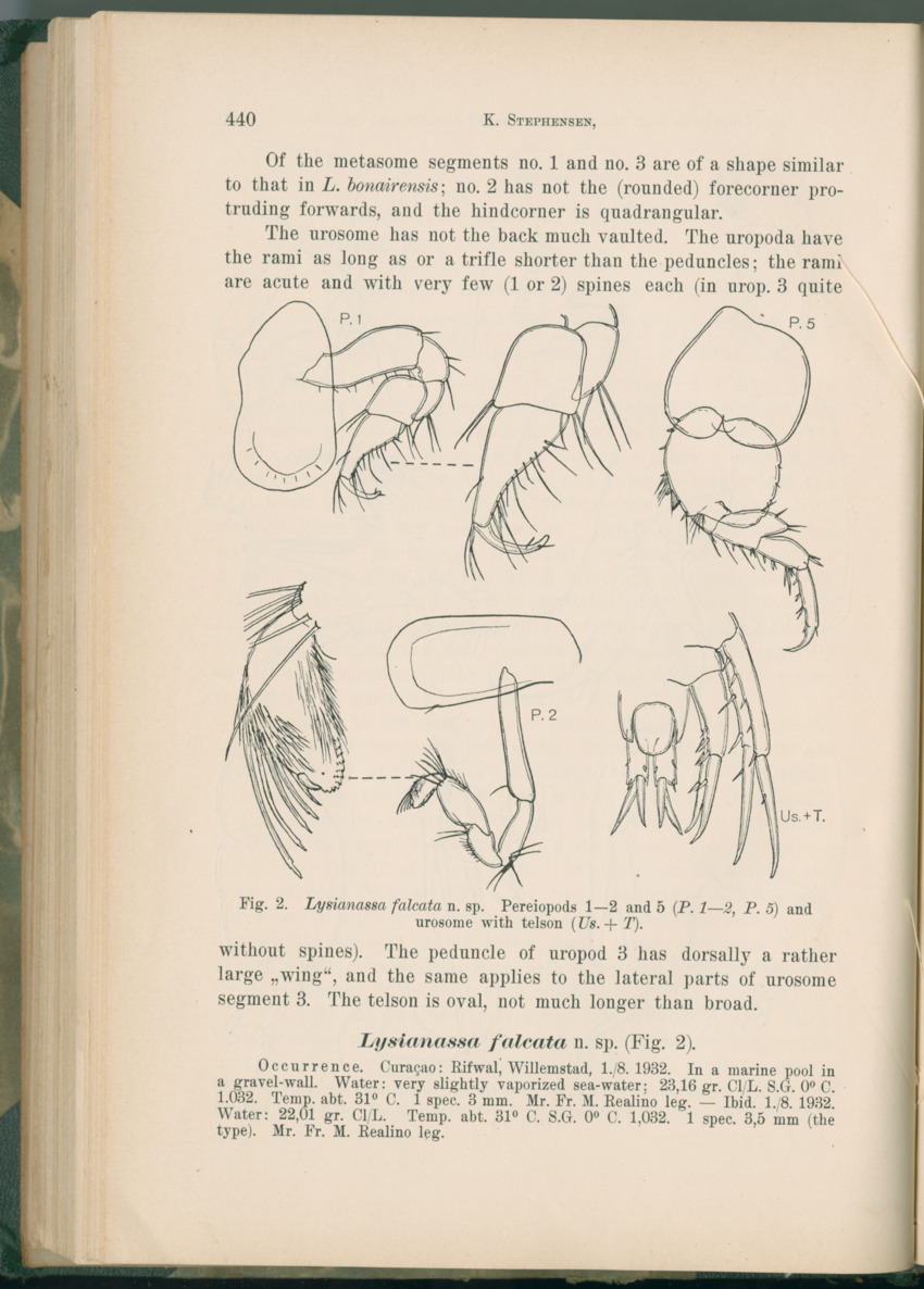 Zoologische Ergebnisse einer Reise nach Bonaire, Curacao und  Aruba im Jahre 1930 - 1. Teil - New Page