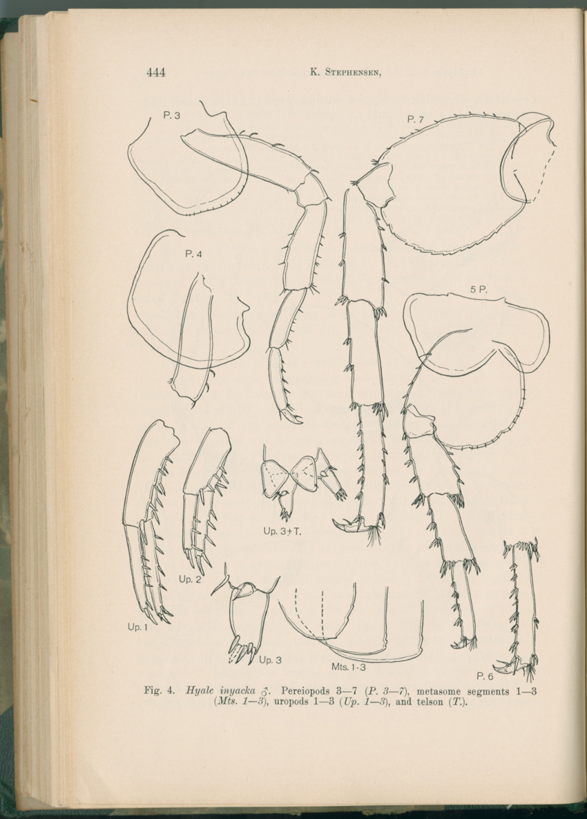 Zoologische Ergebnisse einer Reise nach Bonaire, Curacao und  Aruba im Jahre 1930 - 1. Teil - New Page