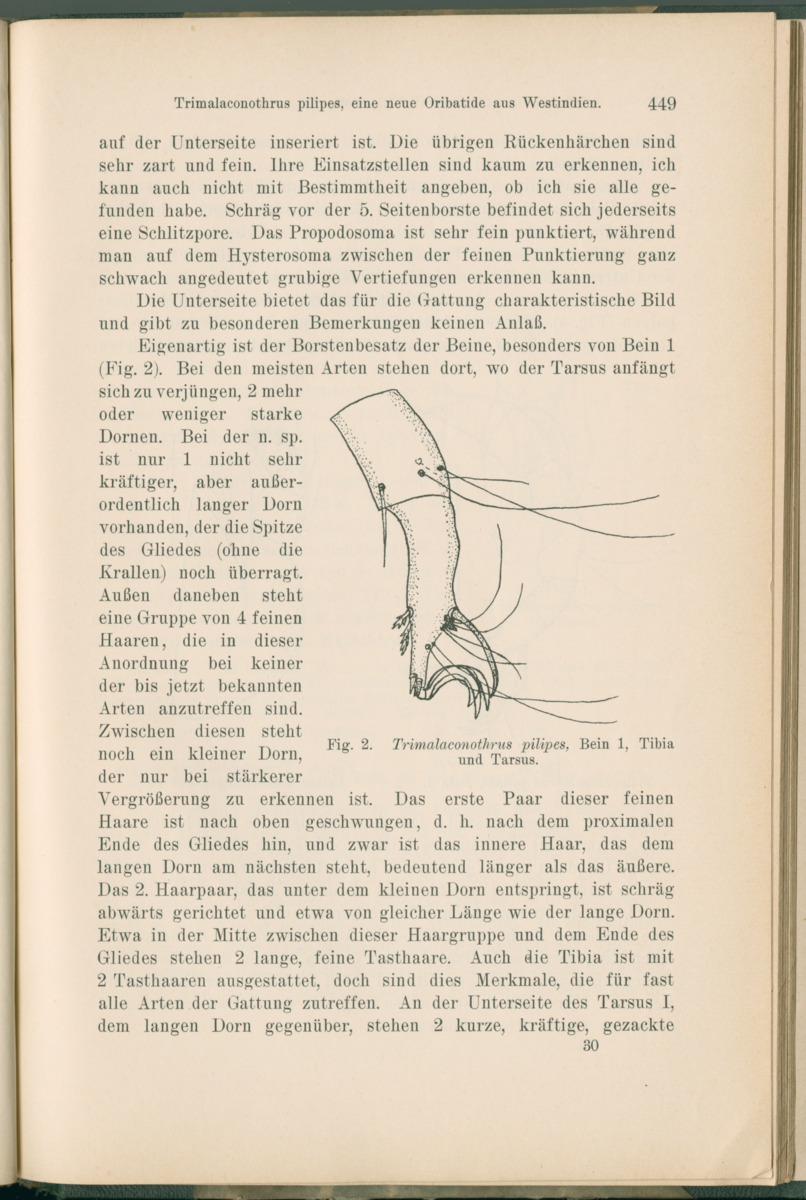 Zoologische Ergebnisse einer Reise nach Bonaire, Curacao und  Aruba im Jahre 1930 - 1. Teil - New Page