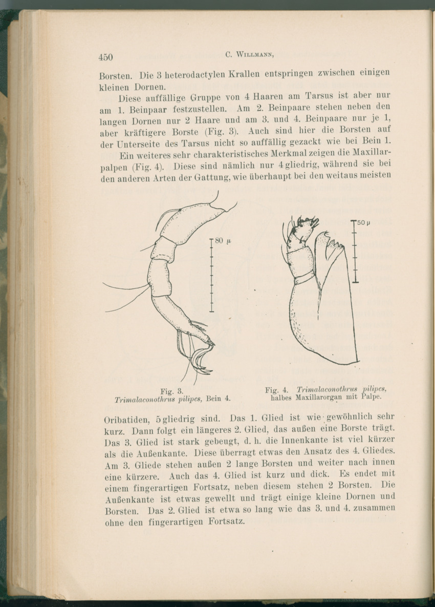 Zoologische Ergebnisse einer Reise nach Bonaire, Curacao und  Aruba im Jahre 1930 - 1. Teil - New Page