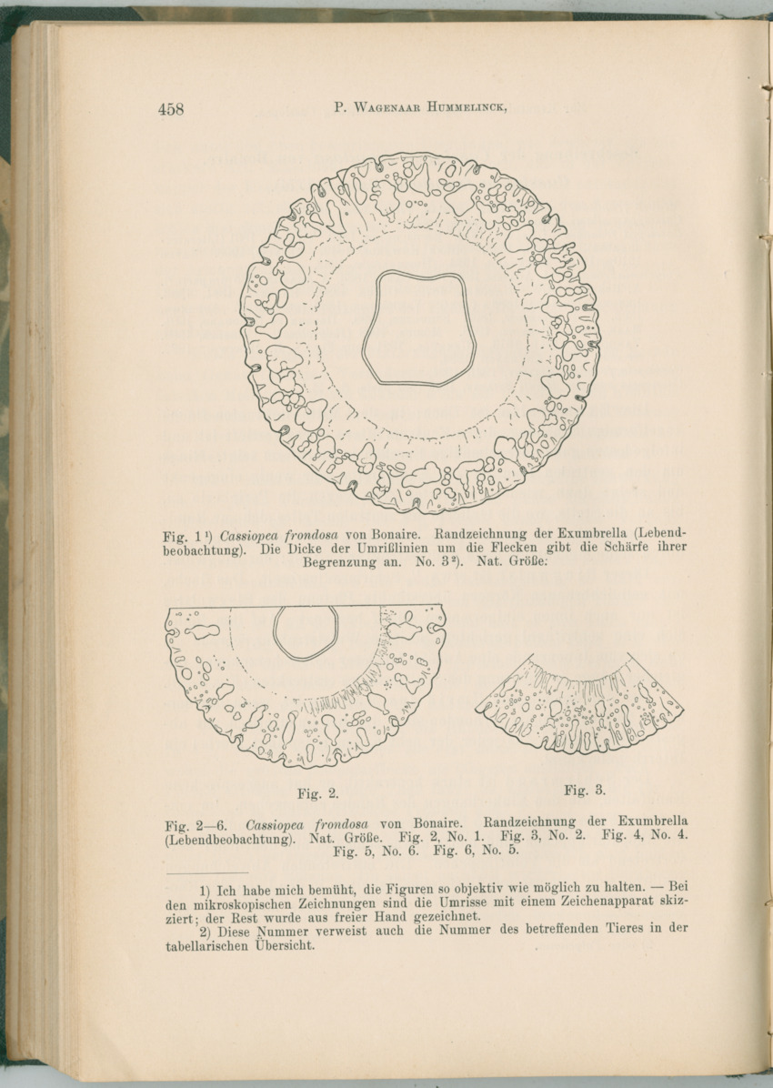 Zoologische Ergebnisse einer Reise nach Bonaire, Curacao und  Aruba im Jahre 1930 - 1. Teil - New Page