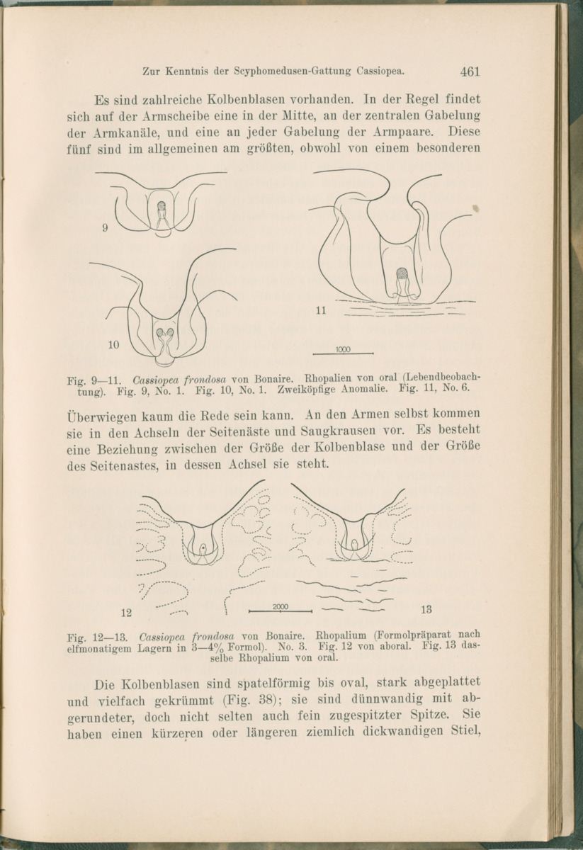 Zoologische Ergebnisse einer Reise nach Bonaire, Curacao und  Aruba im Jahre 1930 - 1. Teil - New Page