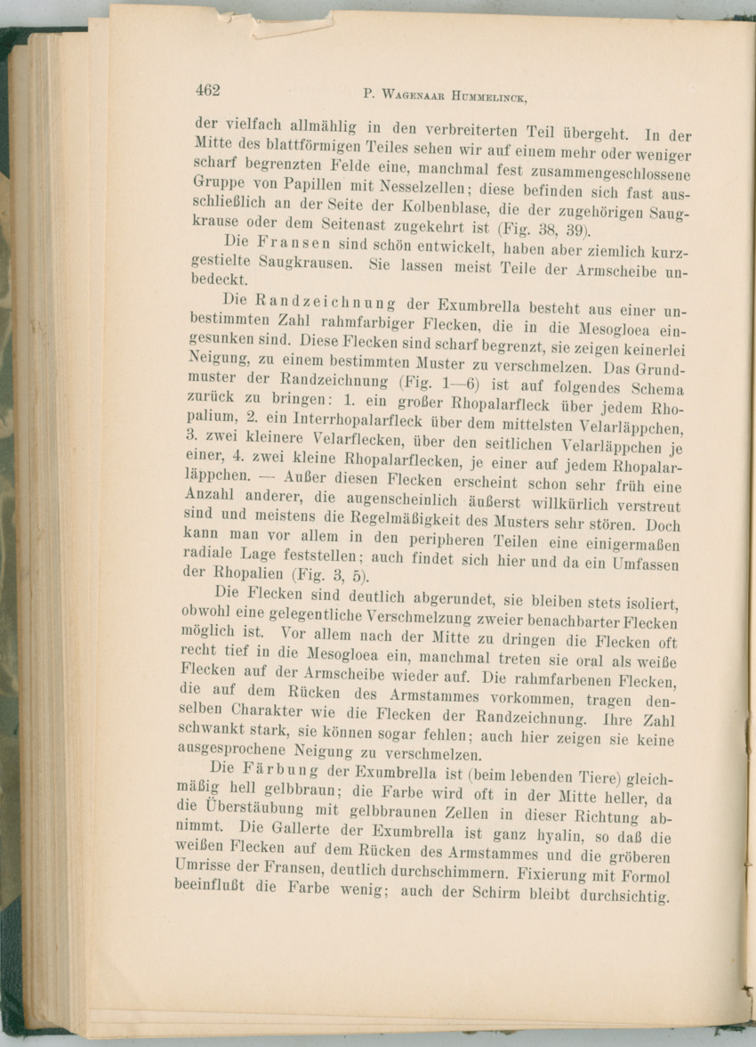 Zoologische Ergebnisse einer Reise nach Bonaire, Curacao und  Aruba im Jahre 1930 - 1. Teil - New Page
