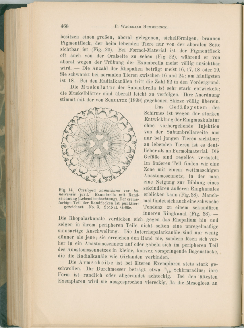 Zoologische Ergebnisse einer Reise nach Bonaire, Curacao und  Aruba im Jahre 1930 - 1. Teil - New Page