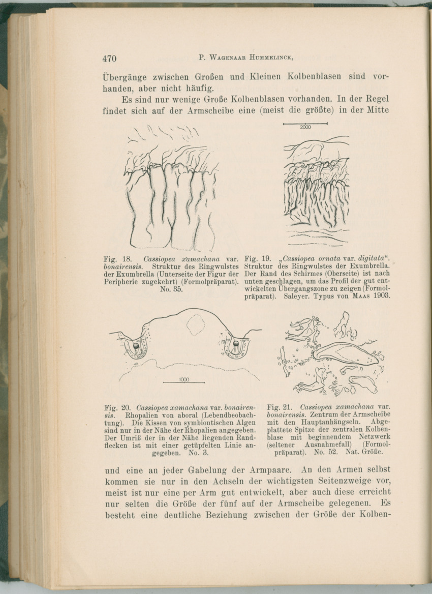 Zoologische Ergebnisse einer Reise nach Bonaire, Curacao und  Aruba im Jahre 1930 - 1. Teil - New Page