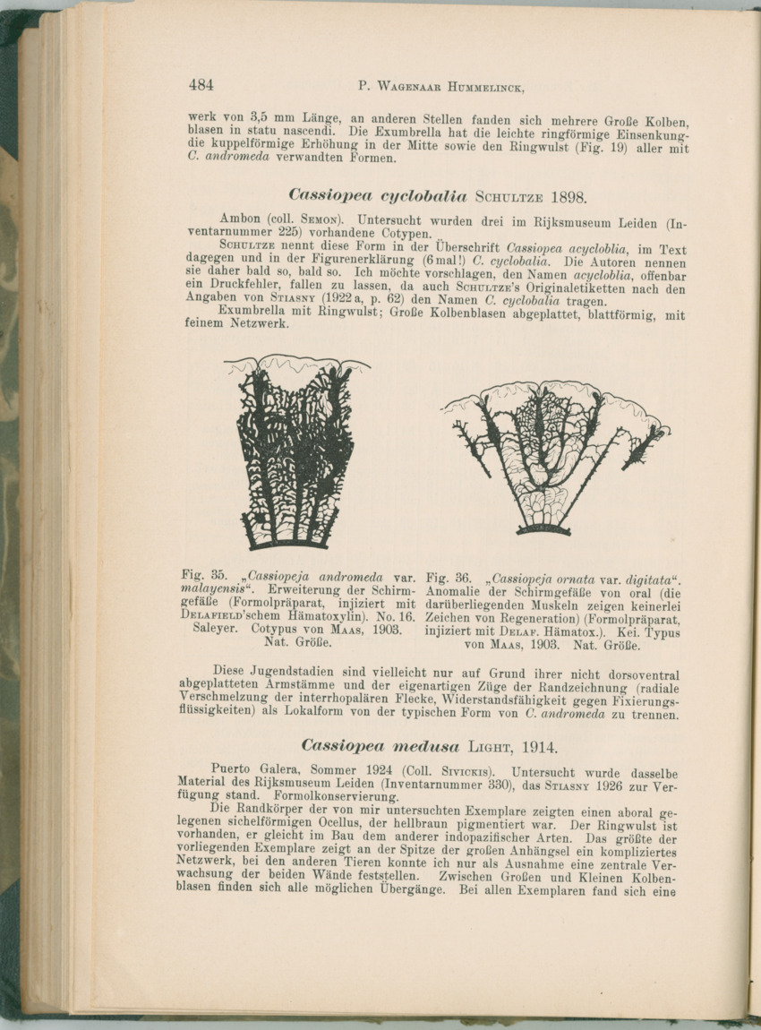 Zoologische Ergebnisse einer Reise nach Bonaire, Curacao und  Aruba im Jahre 1930 - 1. Teil - New Page