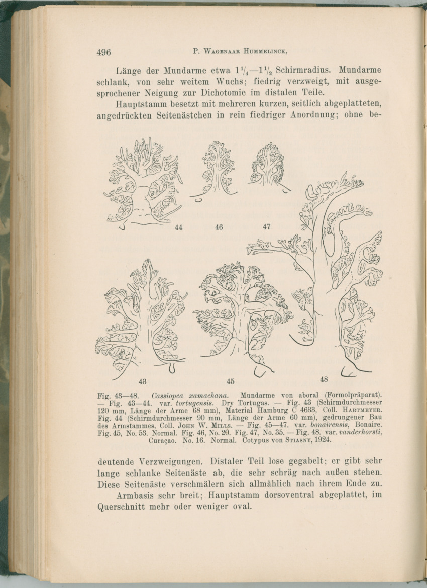 Zoologische Ergebnisse einer Reise nach Bonaire, Curacao und  Aruba im Jahre 1930 - 1. Teil - New Page