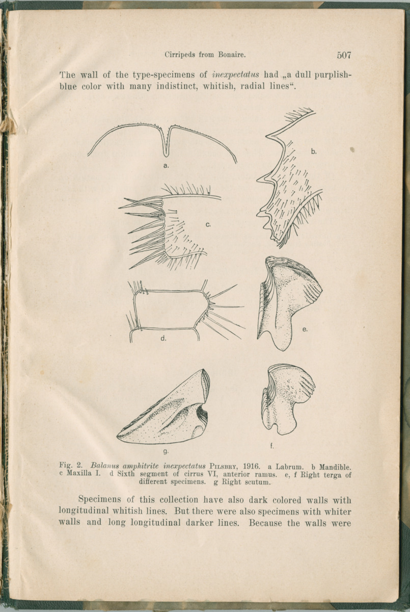 Zoologische Ergebnisse einer Reise nach Bonaire, Curacao und  Aruba im Jahre 1930 - 1. Teil - New Page