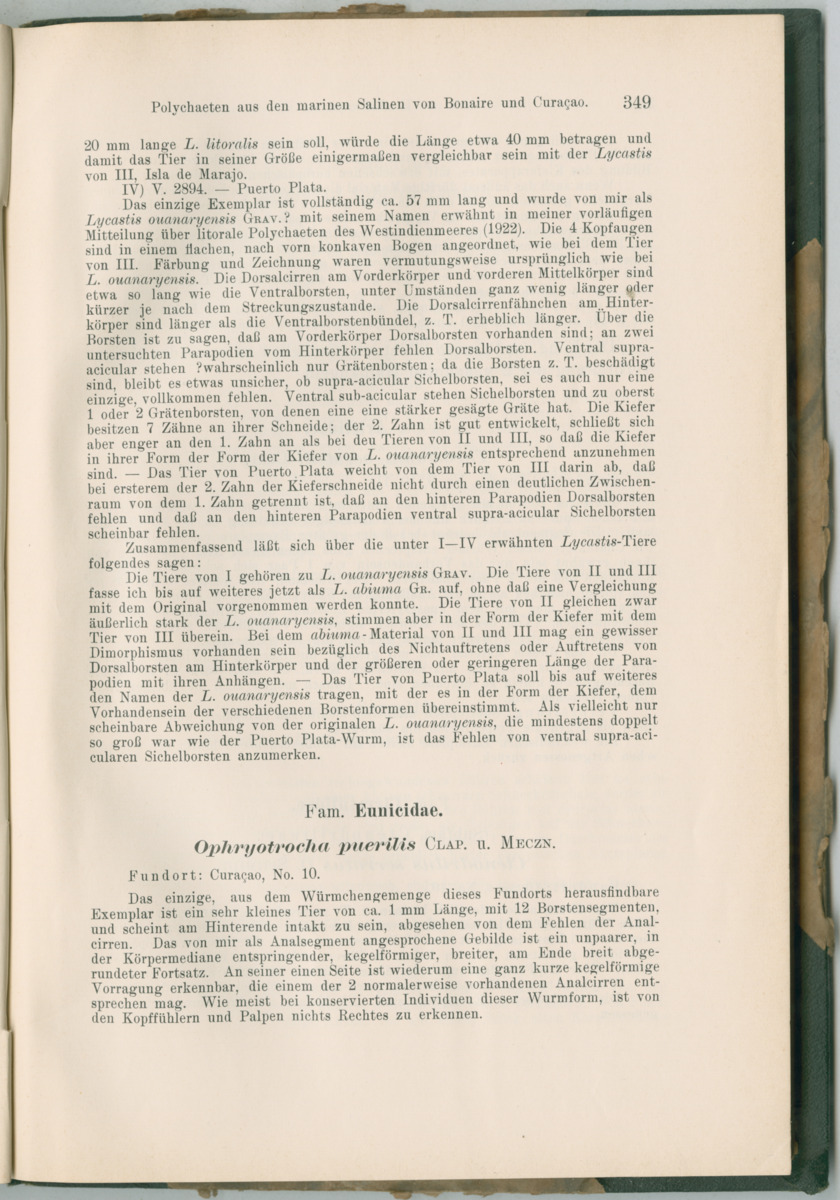 Zoologische Ergebnisse einer Reise nach Bonaire, Curacao und  Aruba im Jahre 1930 - 3. Teil - New Page