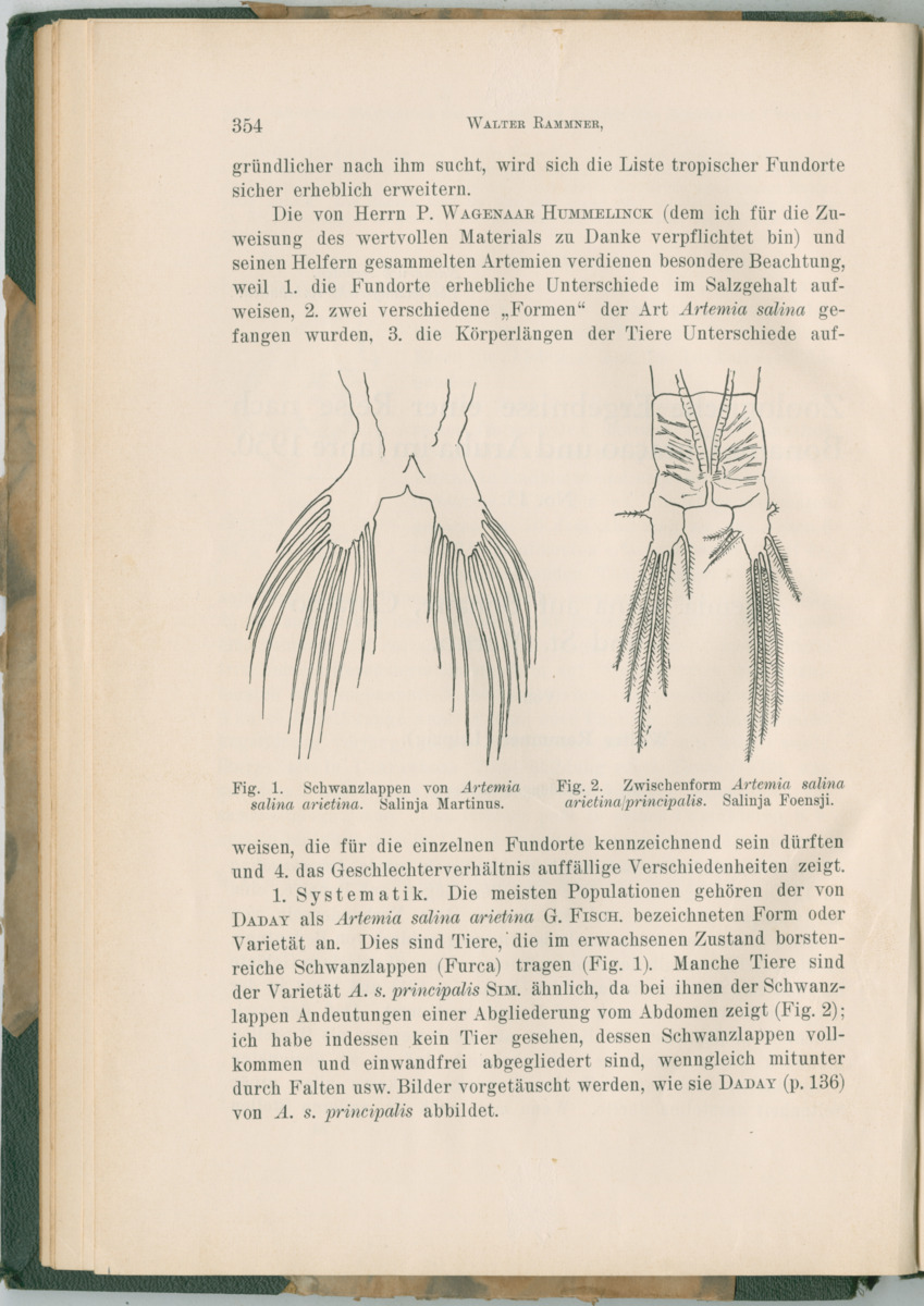 Zoologische Ergebnisse einer Reise nach Bonaire, Curacao und  Aruba im Jahre 1930 - 3. Teil - New Page