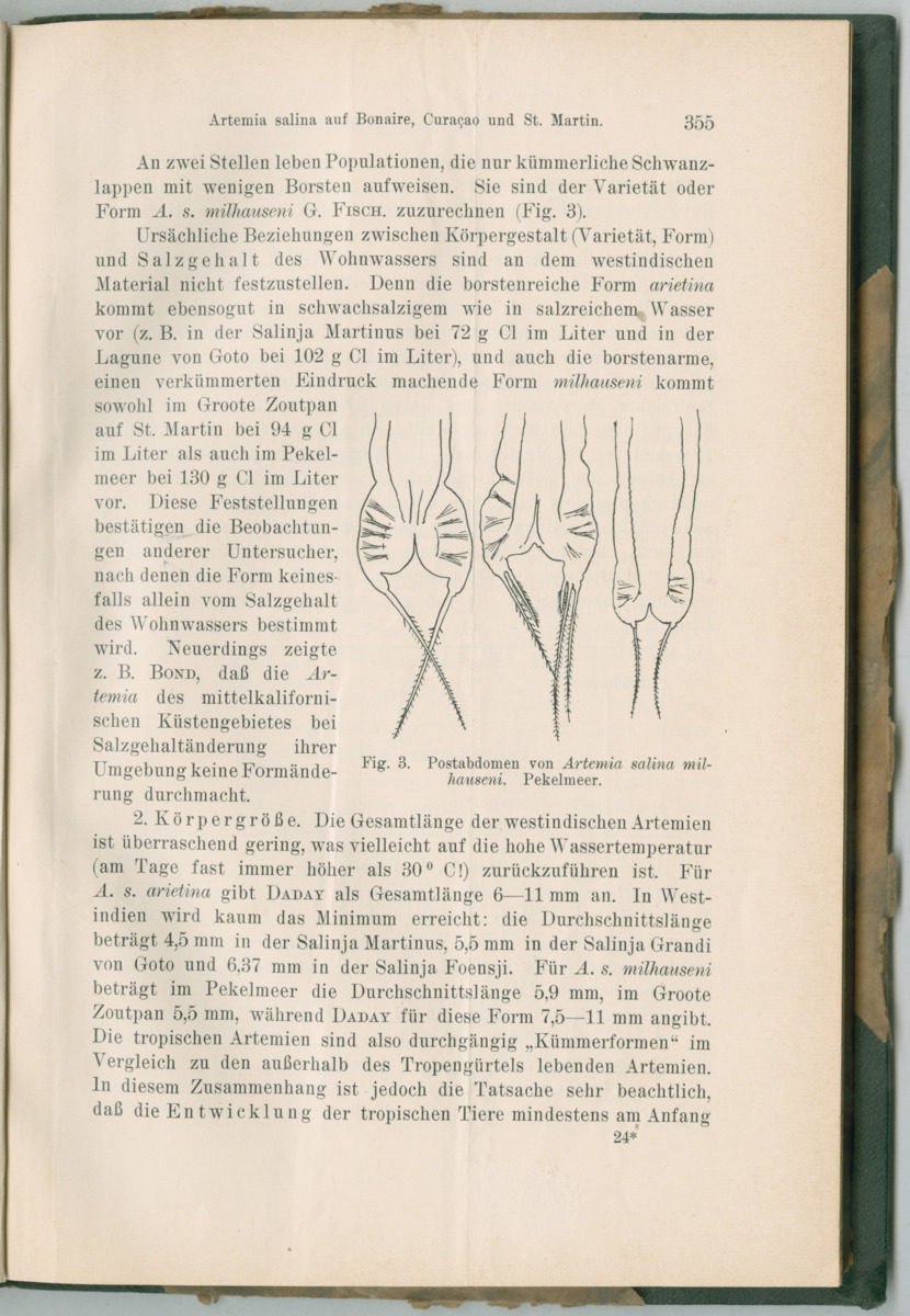 Zoologische Ergebnisse einer Reise nach Bonaire, Curacao und  Aruba im Jahre 1930 - 3. Teil - New Page