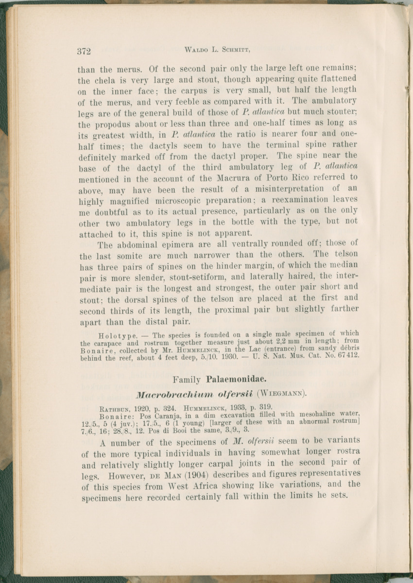 Zoologische Ergebnisse einer Reise nach Bonaire, Curacao und  Aruba im Jahre 1930 - 3. Teil - New Page