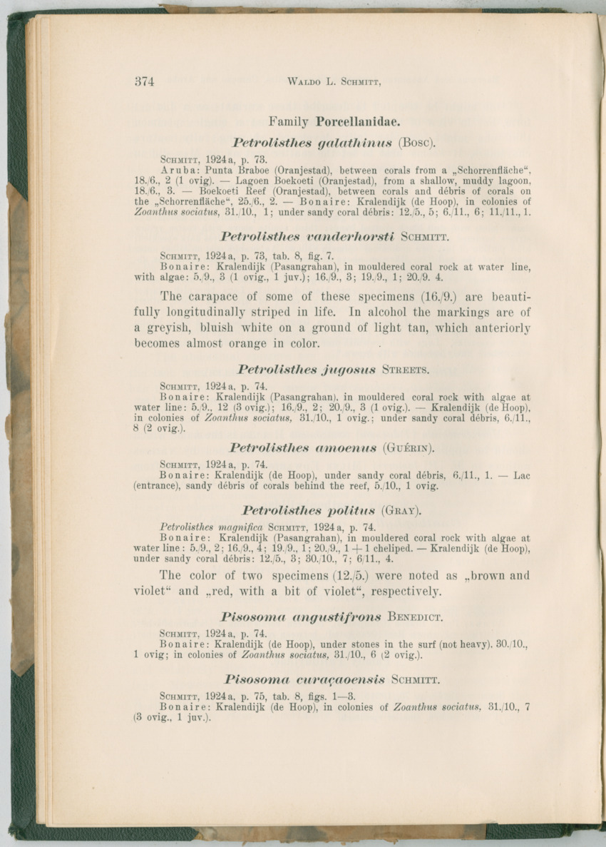 Zoologische Ergebnisse einer Reise nach Bonaire, Curacao und  Aruba im Jahre 1930 - 3. Teil - New Page