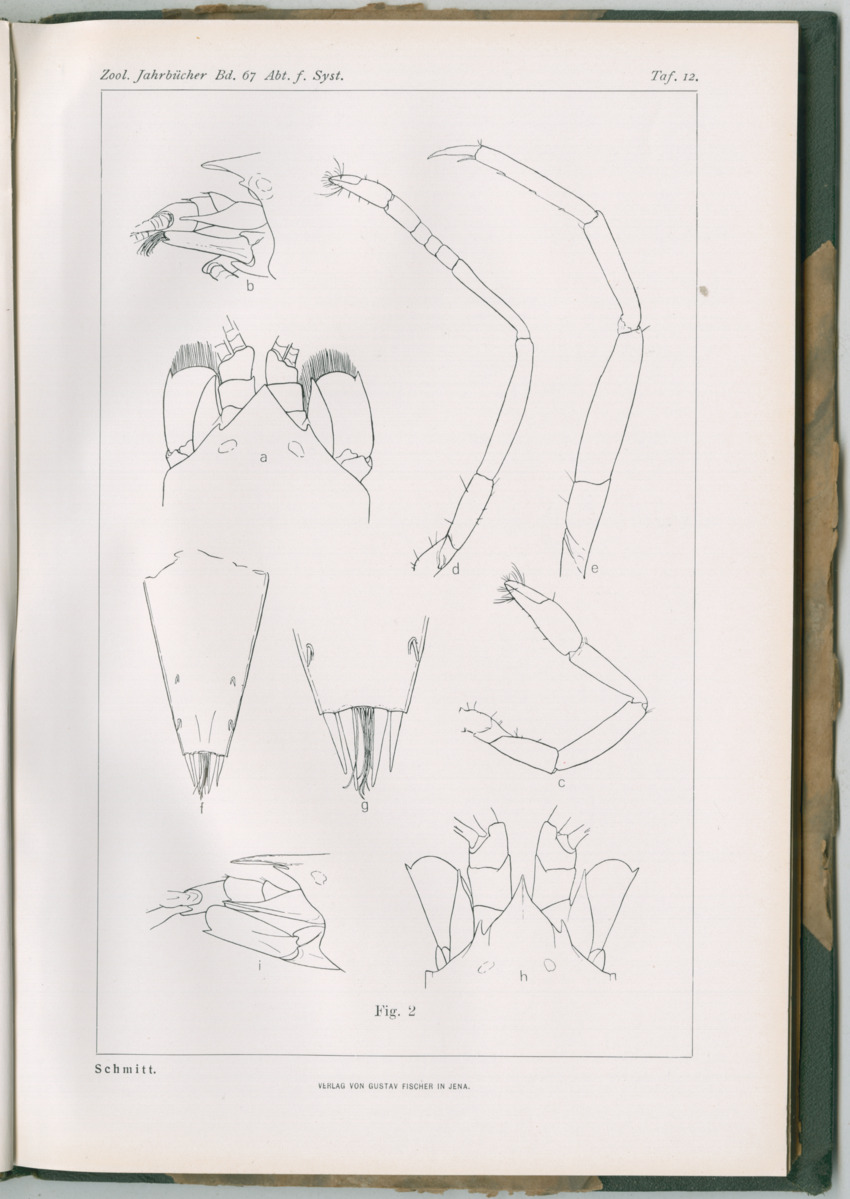 Zoologische Ergebnisse einer Reise nach Bonaire, Curacao und  Aruba im Jahre 1930 - 3. Teil - New Page