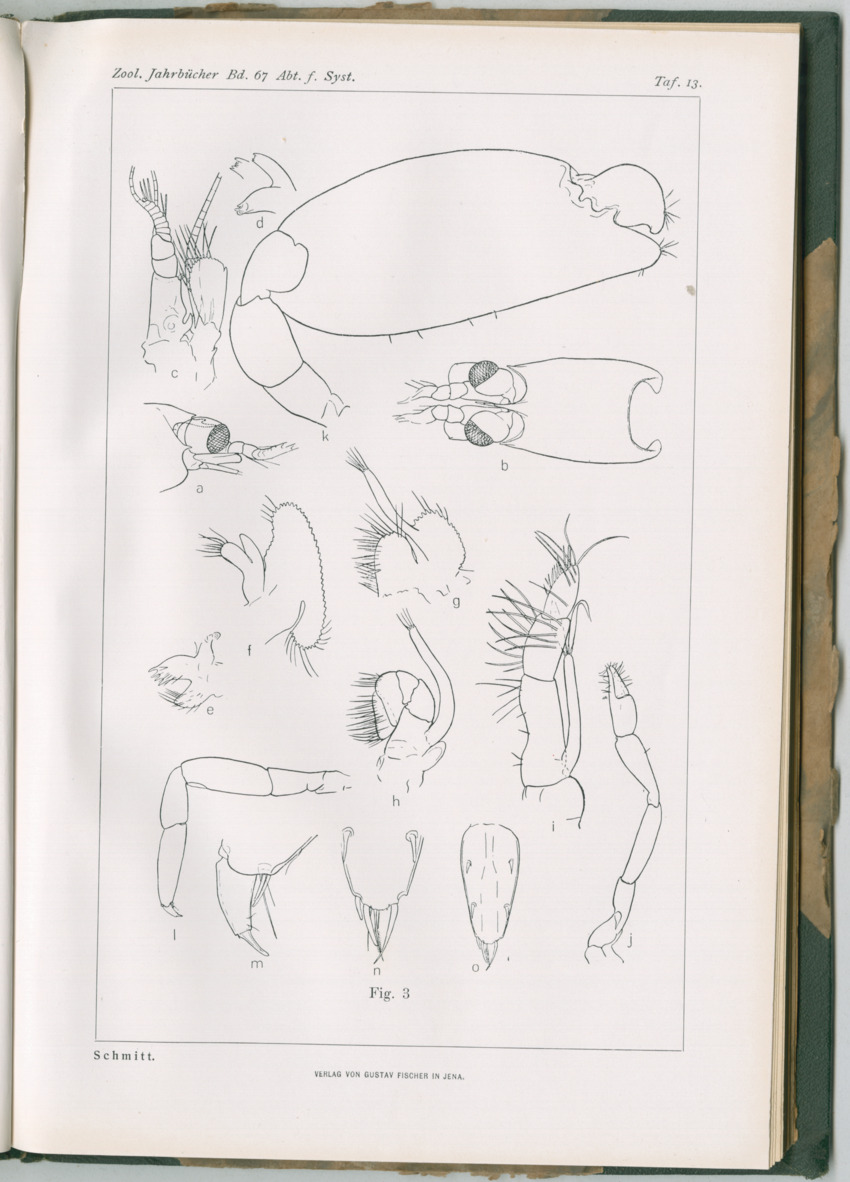 Zoologische Ergebnisse einer Reise nach Bonaire, Curacao und  Aruba im Jahre 1930 - 3. Teil - New Page