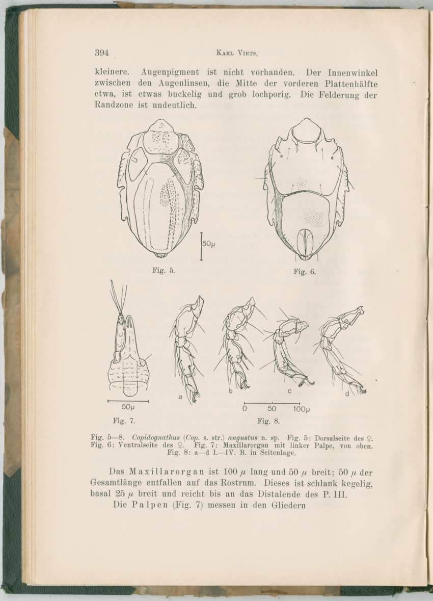 Zoologische Ergebnisse einer Reise nach Bonaire, Curacao und  Aruba im Jahre 1930 - 3. Teil - New Page