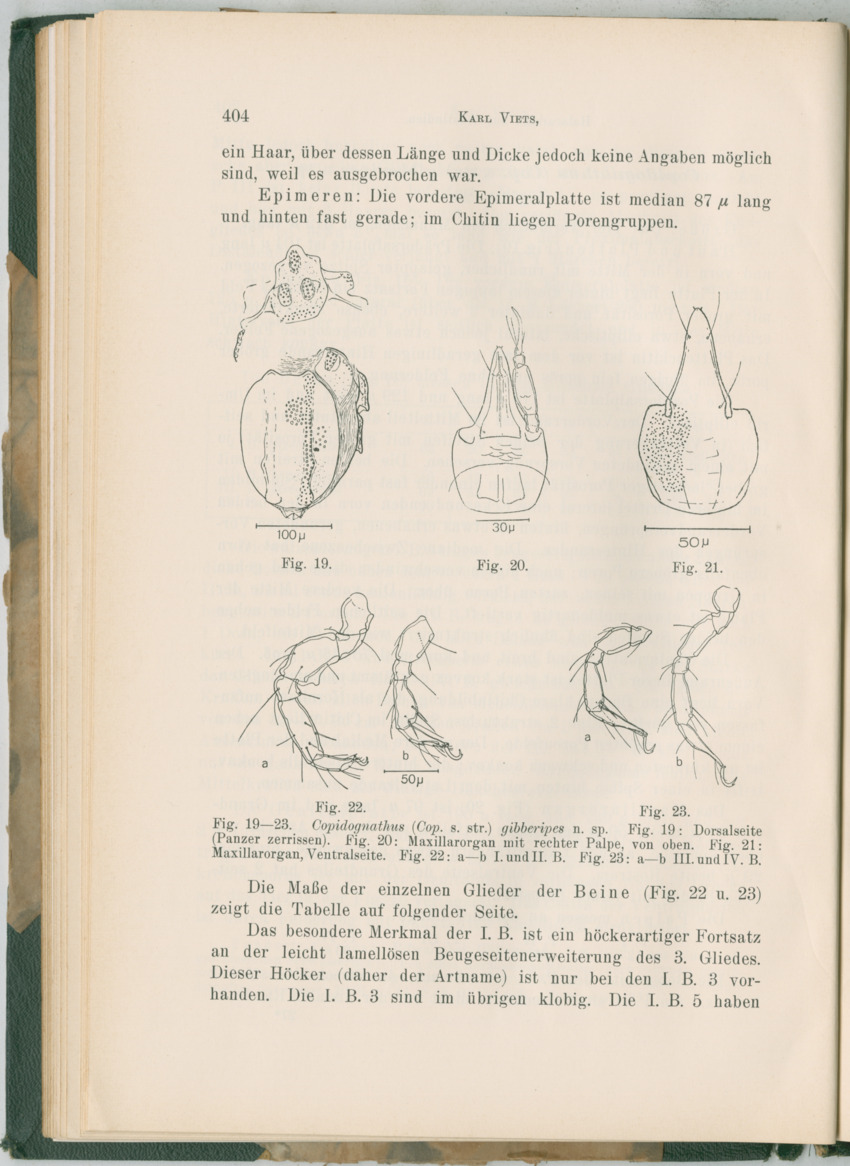 Zoologische Ergebnisse einer Reise nach Bonaire, Curacao und  Aruba im Jahre 1930 - 3. Teil - New Page