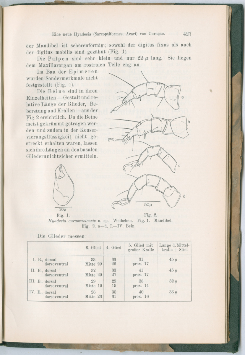 Zoologische Ergebnisse einer Reise nach Bonaire, Curacao und  Aruba im Jahre 1930 - 3. Teil - New Page