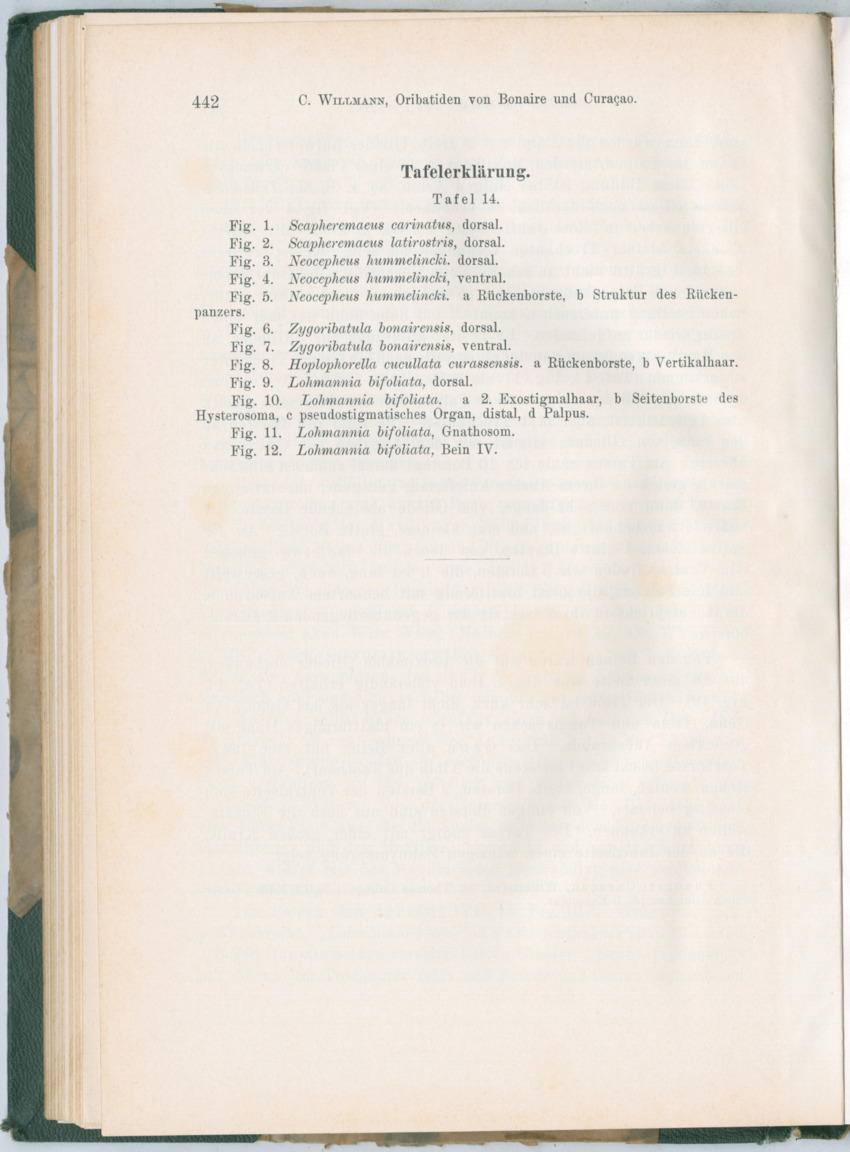 Zoologische Ergebnisse einer Reise nach Bonaire, Curacao und  Aruba im Jahre 1930 - 3. Teil - New Page