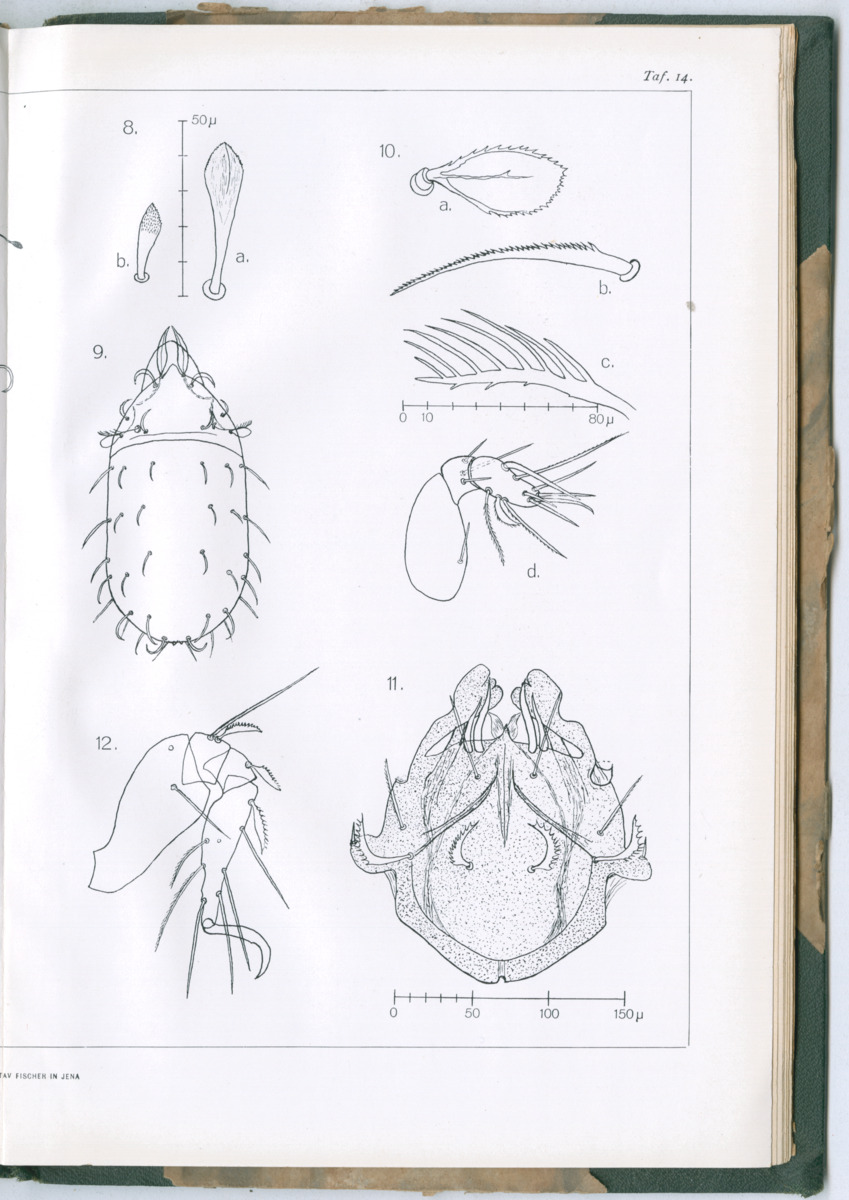 Zoologische Ergebnisse einer Reise nach Bonaire, Curacao und  Aruba im Jahre 1930 - 3. Teil - New Page