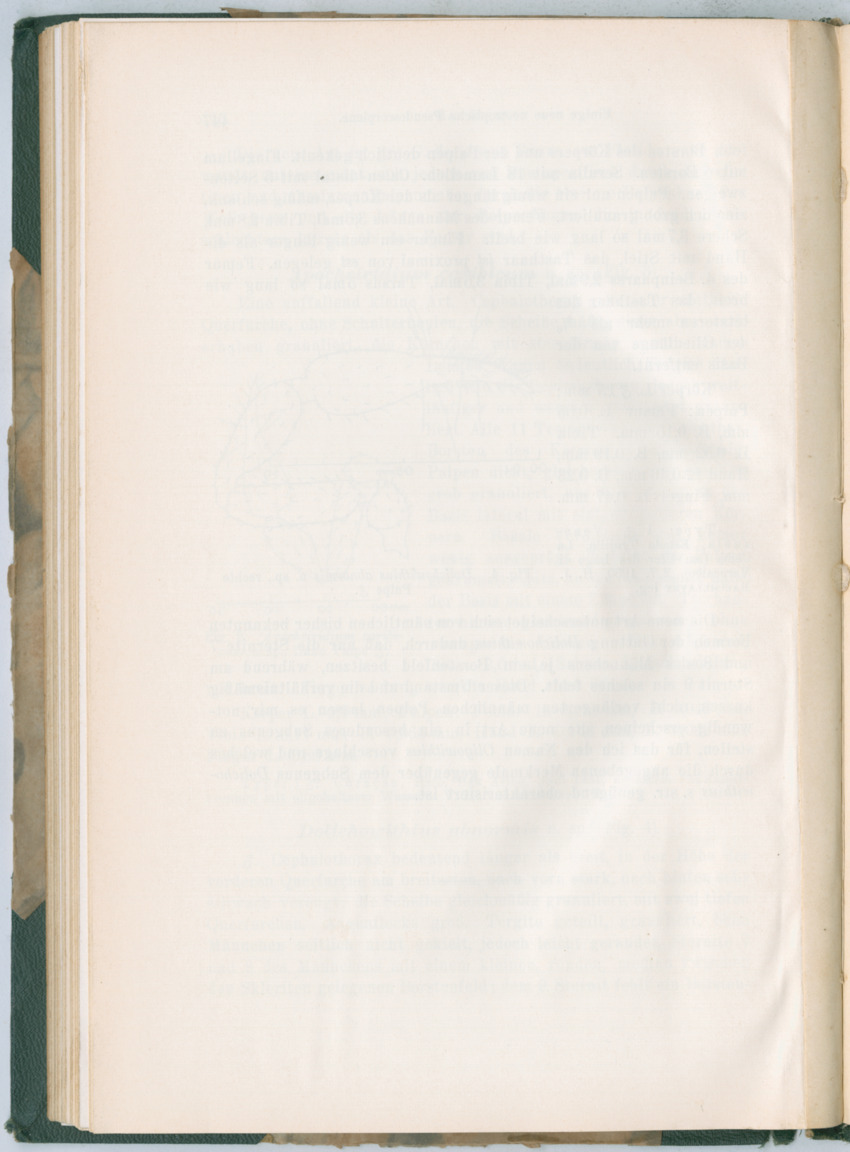 Zoologische Ergebnisse einer Reise nach Bonaire, Curacao und  Aruba im Jahre 1930 - 3. Teil - New Page