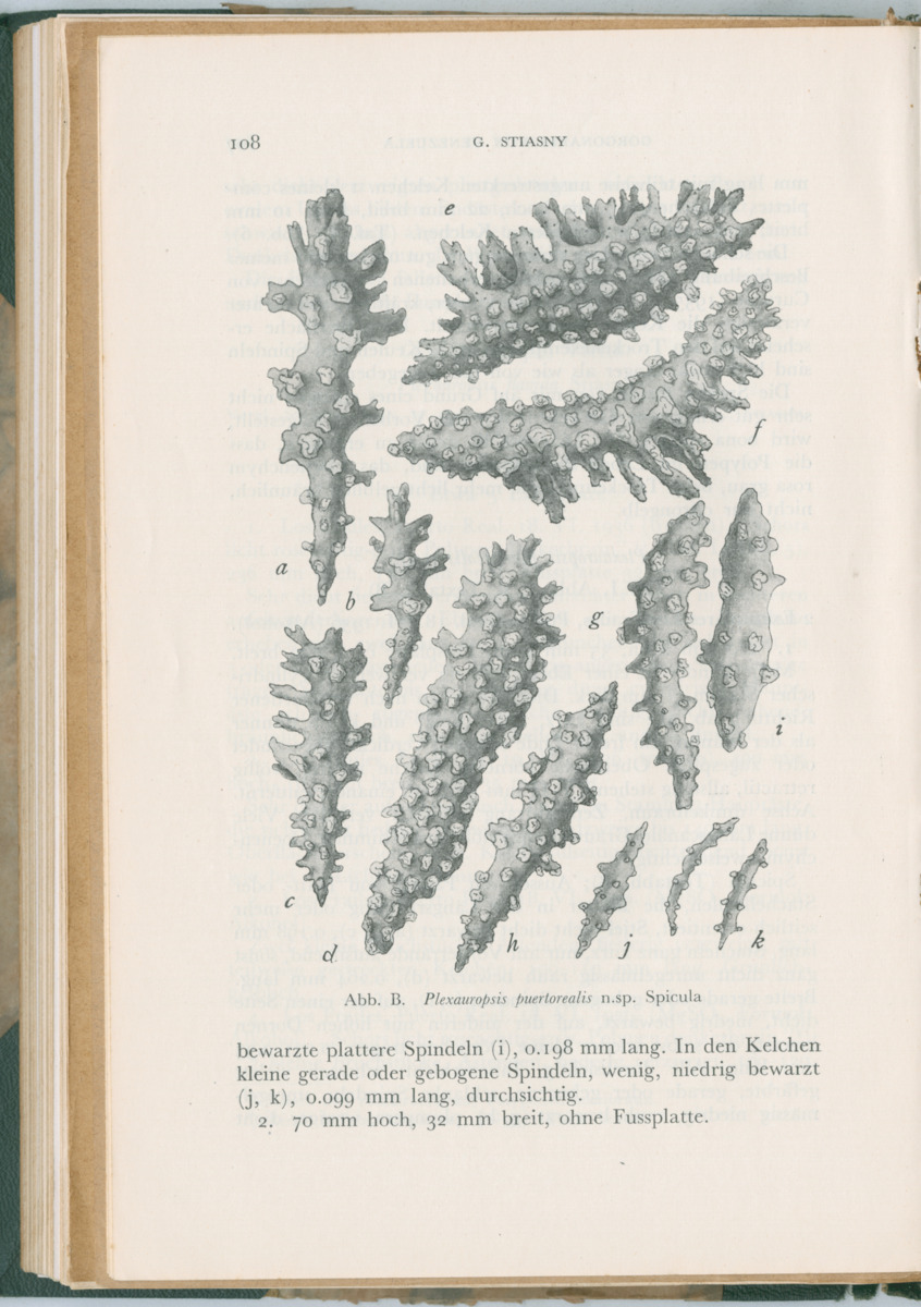 Zoologische Ergebnisse einer Reise nach Bonaire, Curacao und  Aruba im Jahre 1930 - 3. Teil - New Page