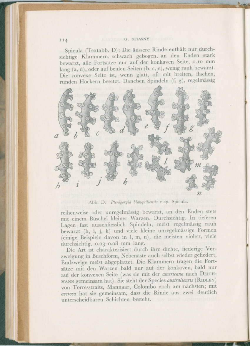 Zoologische Ergebnisse einer Reise nach Bonaire, Curacao und  Aruba im Jahre 1930 - 3. Teil - New Page