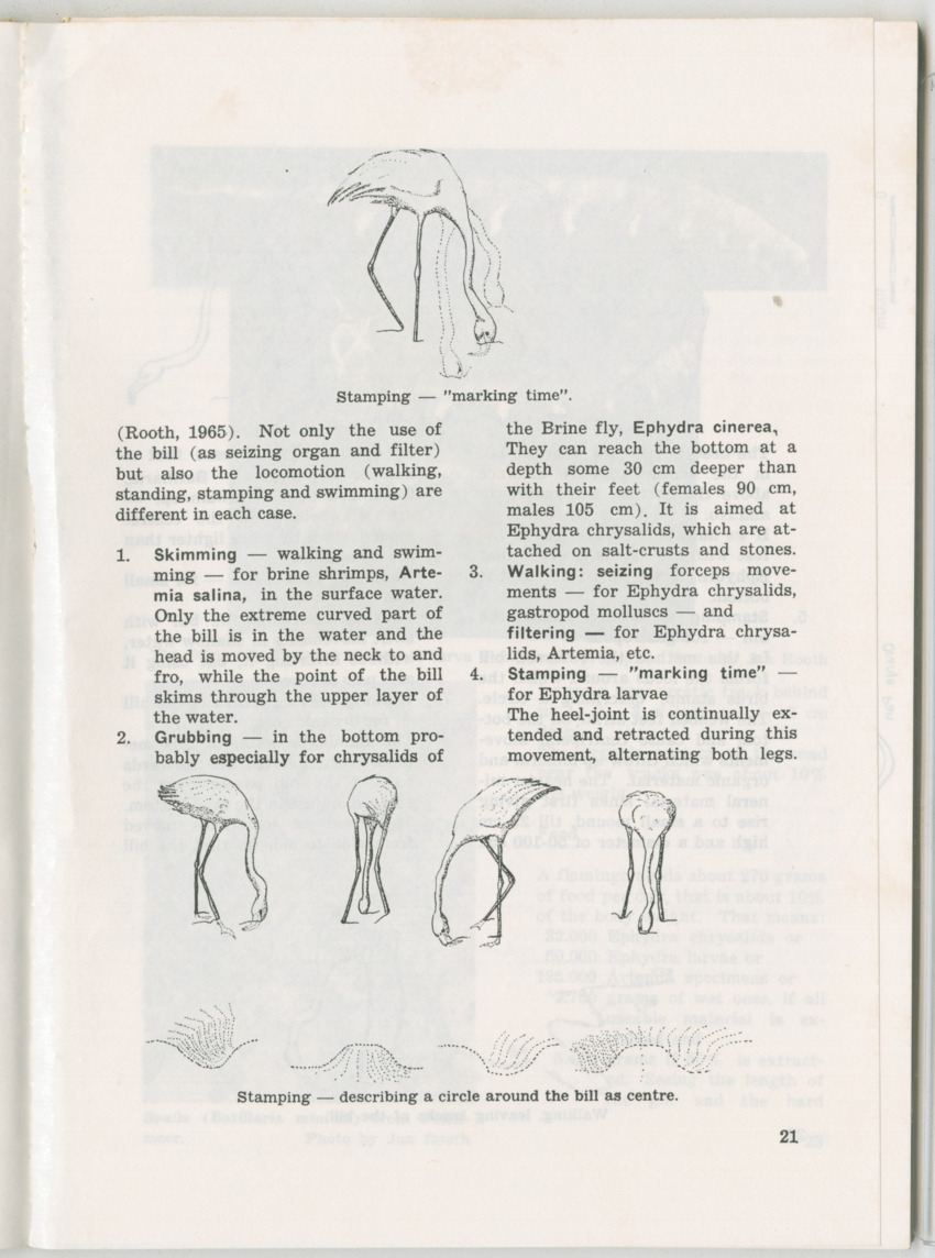 Uitgaven Stinapa - No. 11 - Ecology Conference on Flamingoes, Oil Pollution and Reefs, Bonaire 25-28 September 1975 - New Page