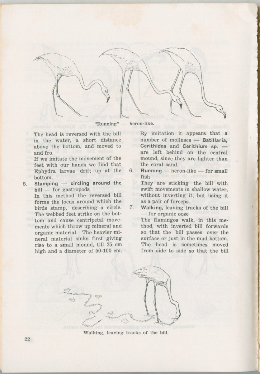 Uitgaven Stinapa - No. 11 - Ecology Conference on Flamingoes, Oil Pollution and Reefs, Bonaire 25-28 September 1975 - New Page