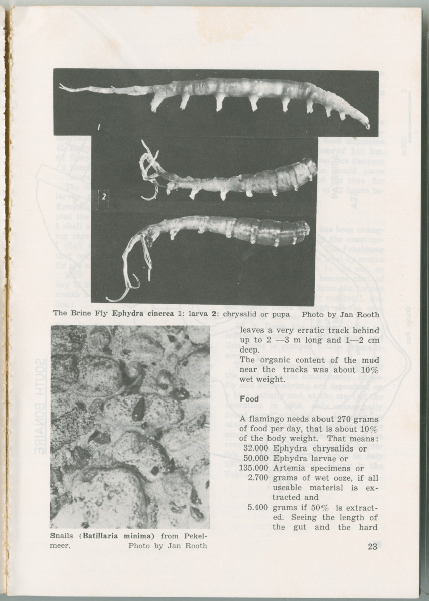 Uitgaven Stinapa - No. 11 - Ecology Conference on Flamingoes, Oil Pollution and Reefs, Bonaire 25-28 September 1975 - New Page
