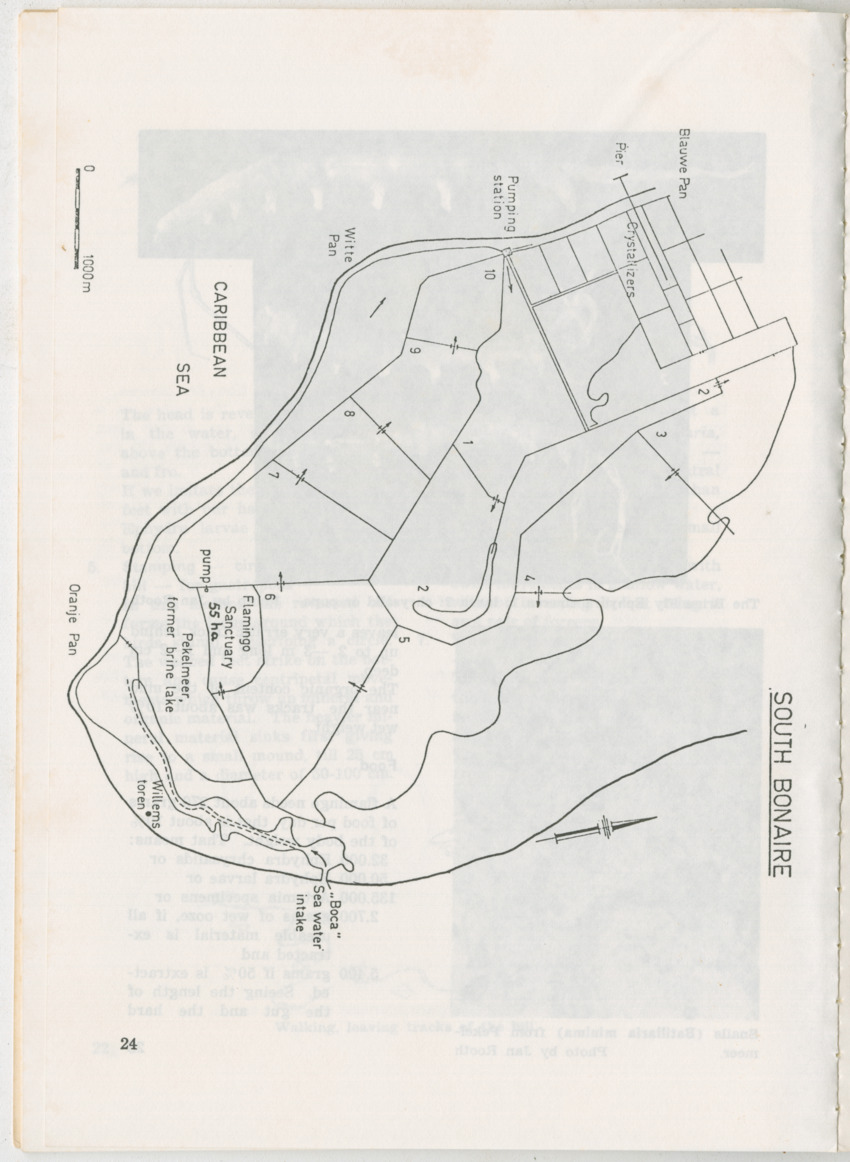 Uitgaven Stinapa - No. 11 - Ecology Conference on Flamingoes, Oil Pollution and Reefs, Bonaire 25-28 September 1975 - New Page