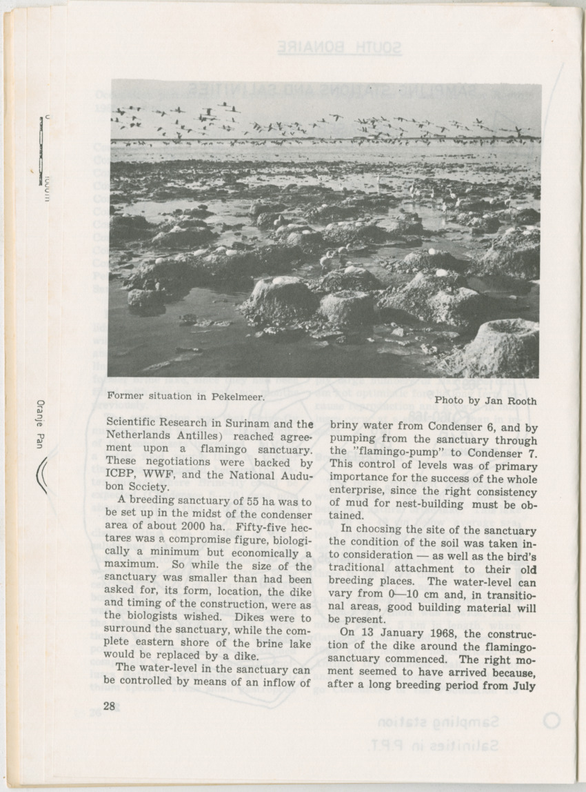 Uitgaven Stinapa - No. 11 - Ecology Conference on Flamingoes, Oil Pollution and Reefs, Bonaire 25-28 September 1975 - New Page