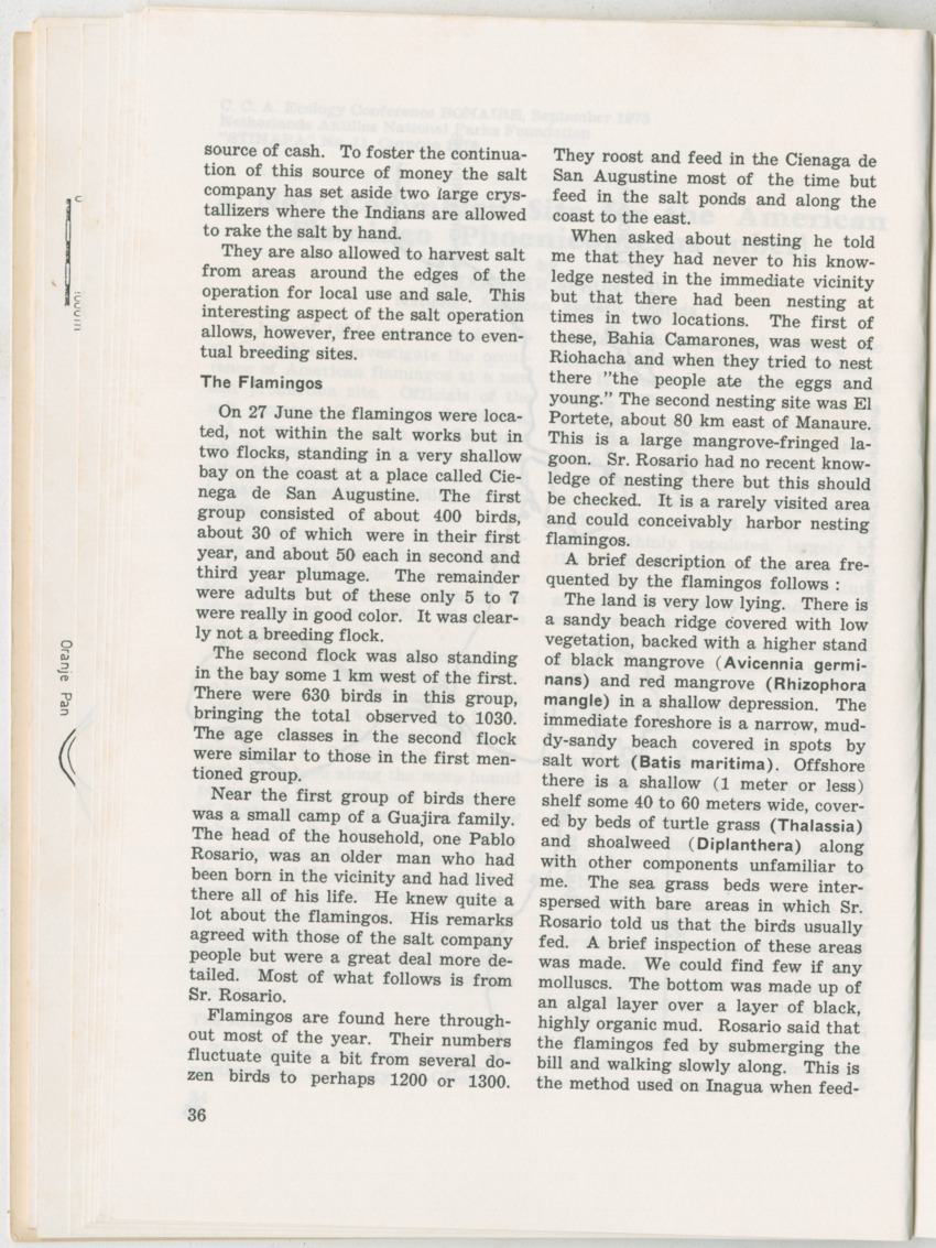 Uitgaven Stinapa - No. 11 - Ecology Conference on Flamingoes, Oil Pollution and Reefs, Bonaire 25-28 September 1975 - New Page