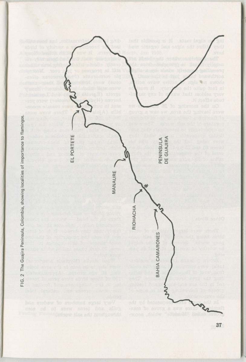 Uitgaven Stinapa - No. 11 - Ecology Conference on Flamingoes, Oil Pollution and Reefs, Bonaire 25-28 September 1975 - New Page