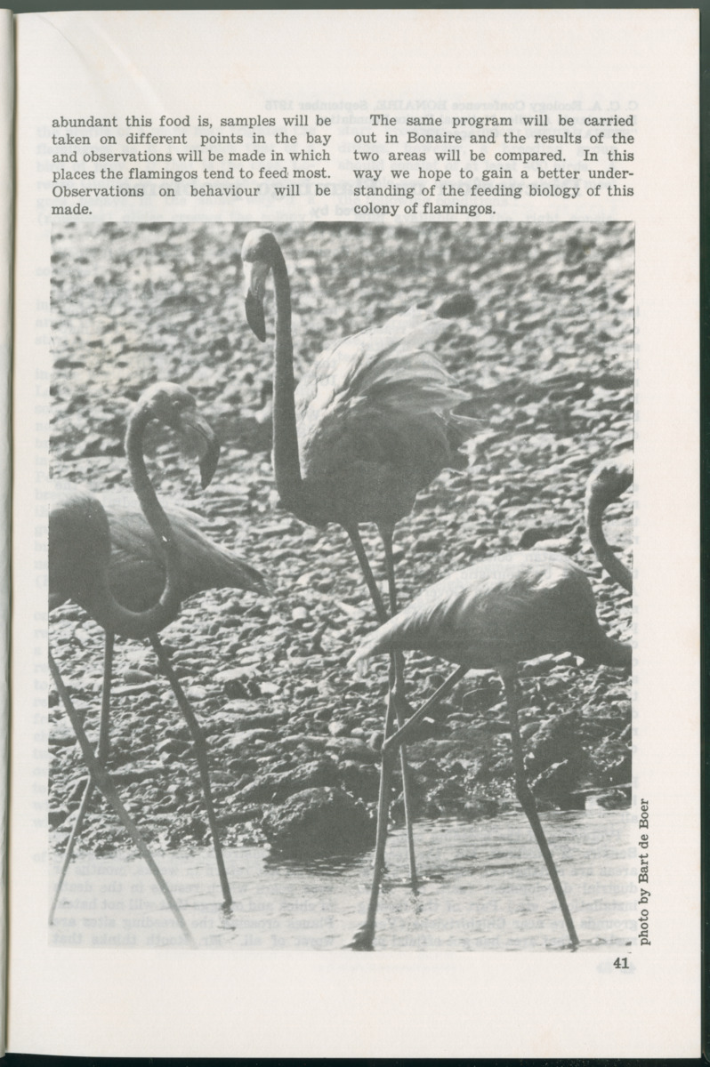 Uitgaven Stinapa - No. 11 - Ecology Conference on Flamingoes, Oil Pollution and Reefs, Bonaire 25-28 September 1975 - New Page
