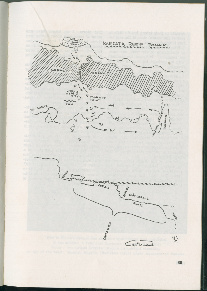 Uitgaven Stinapa - No. 11 - Ecology Conference on Flamingoes, Oil Pollution and Reefs, Bonaire 25-28 September 1975 - New Page