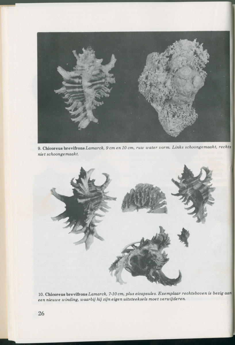 Uitgaven Stinapa - No. 14 - Aruba, zijn voorgeschiedenis zijn dieren - New Page