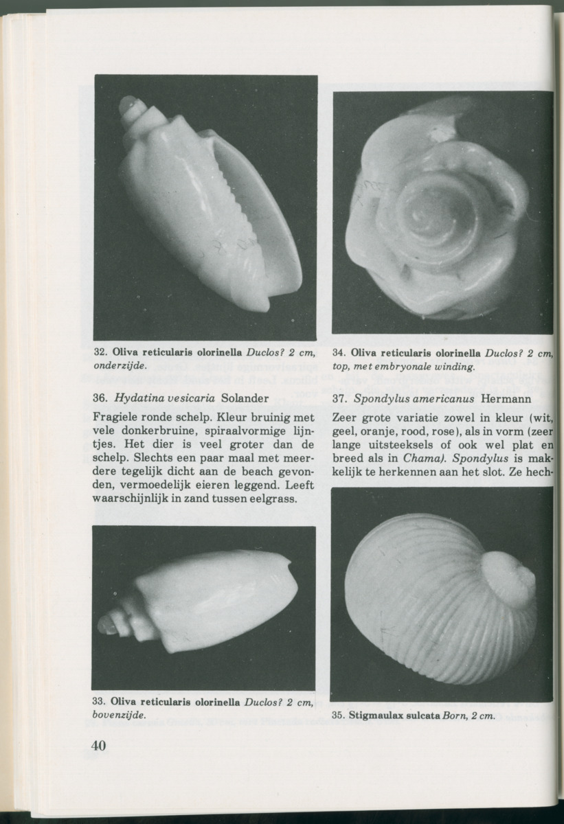 Uitgaven Stinapa - No. 14 - Aruba, zijn voorgeschiedenis zijn dieren - New Page