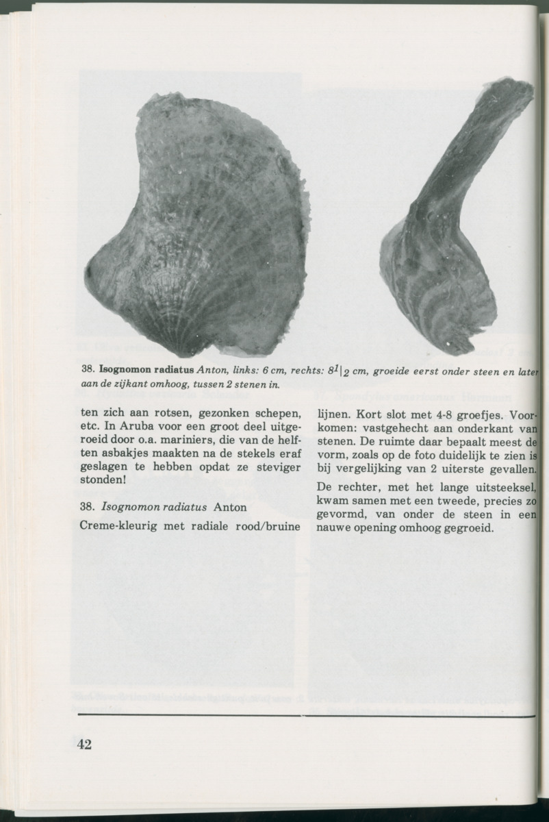 Uitgaven Stinapa - No. 14 - Aruba, zijn voorgeschiedenis zijn dieren - New Page