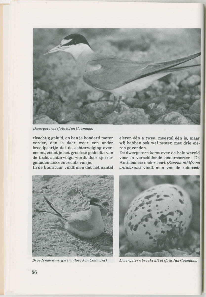 Uitgaven Stinapa - No. 14 - Aruba, zijn voorgeschiedenis zijn dieren - New Page