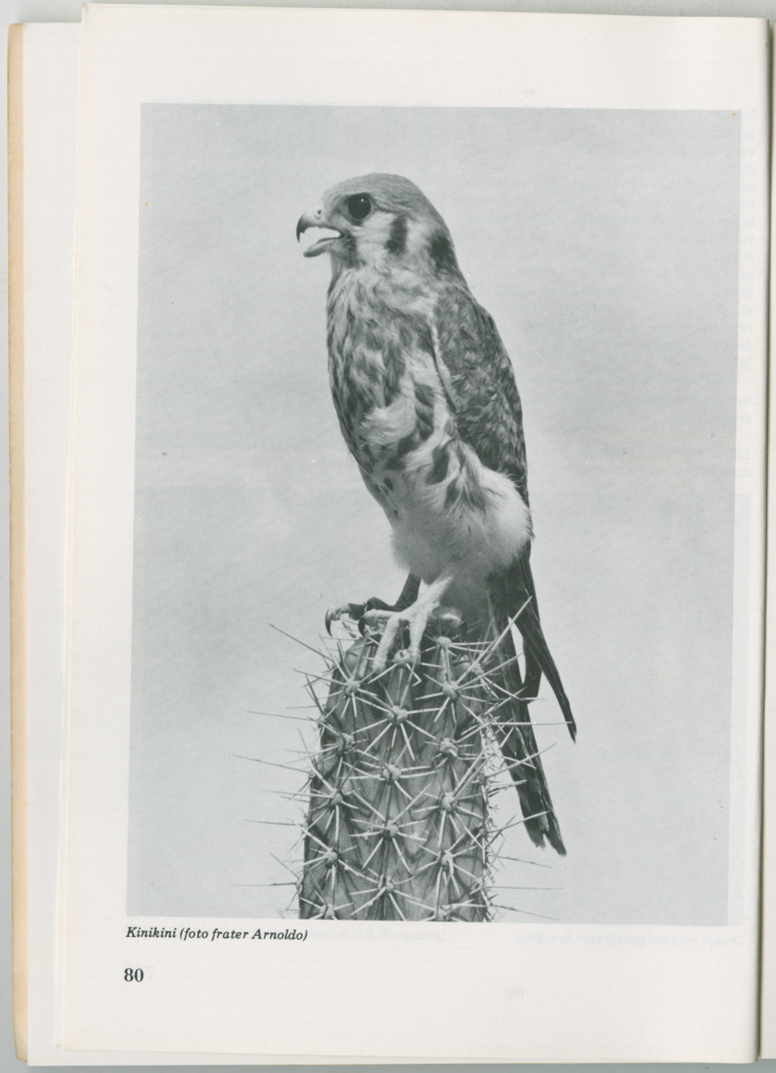 Uitgaven Stinapa - No. 14 - Aruba, zijn voorgeschiedenis zijn dieren - New Page