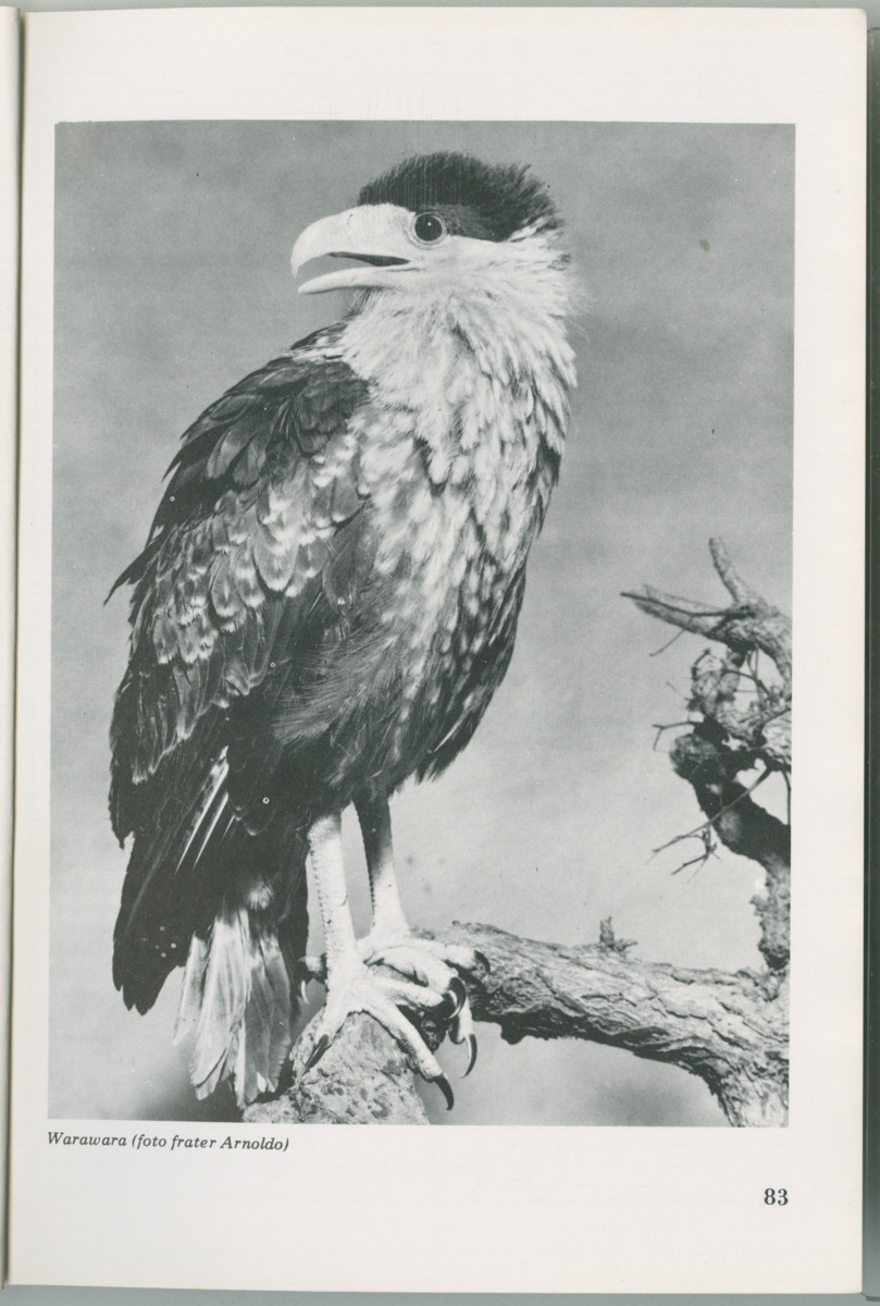 Uitgaven Stinapa - No. 14 - Aruba, zijn voorgeschiedenis zijn dieren - New Page