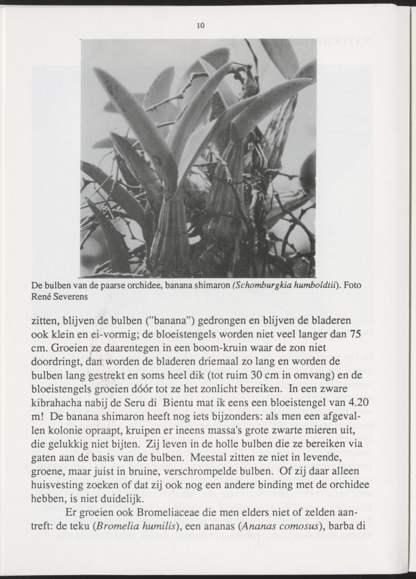 Uitgaven Stinapa - No. 35 - Plantage Savonet, Verleden en toekomst - New Page