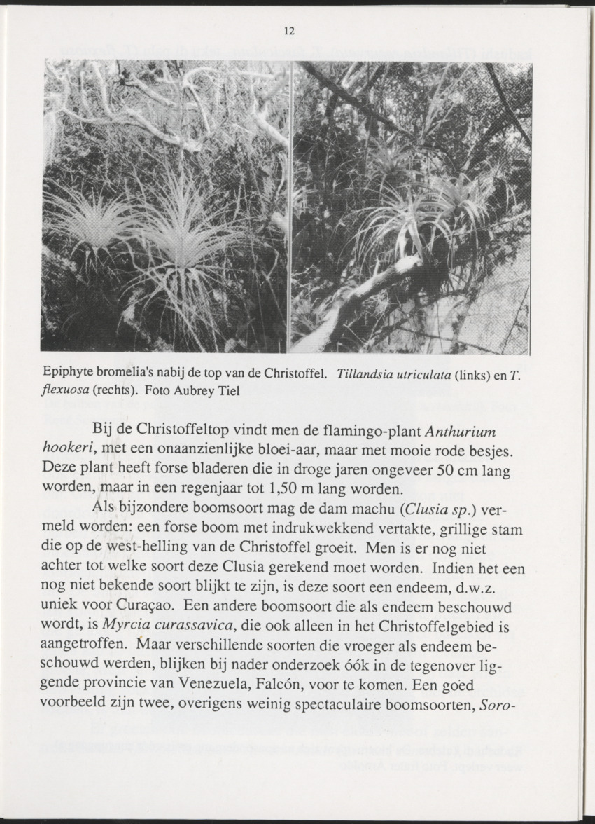 Uitgaven Stinapa - No. 35 - Plantage Savonet, Verleden en toekomst - New Page