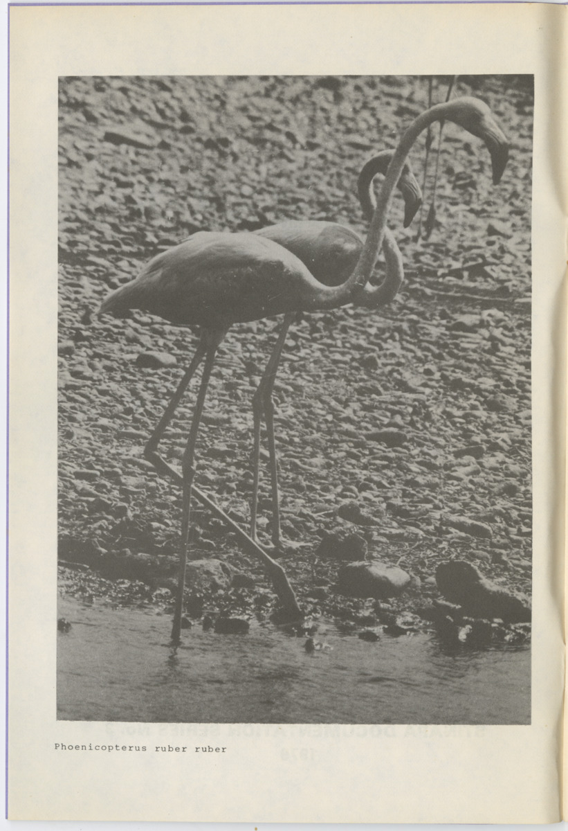 Documentatie Serie Stinapa - No. 3 - Flamingos on Bonaire and in Venezuela - New Page